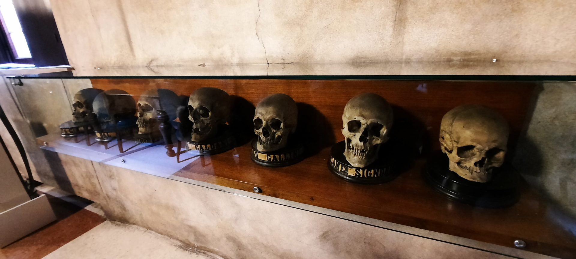 Professors' skulls in the Hall of Medicine. Palazzo Bo, Padua - 01.jpg
